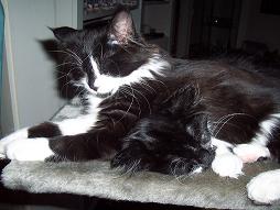 katt